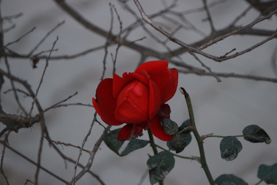 The First Woman in Space: Valentina Tereshkova's Historic Journey valentina tereshkova