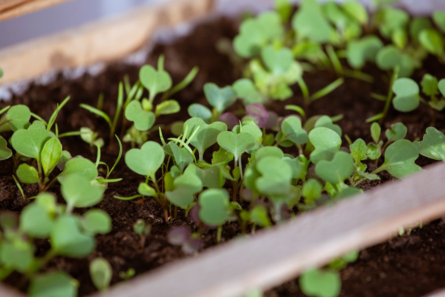 Photo organic growth