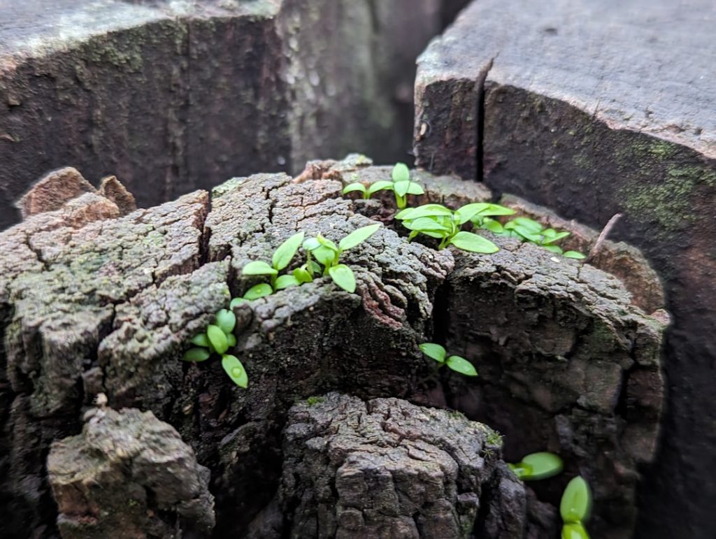 Photo ansoff growth matrix