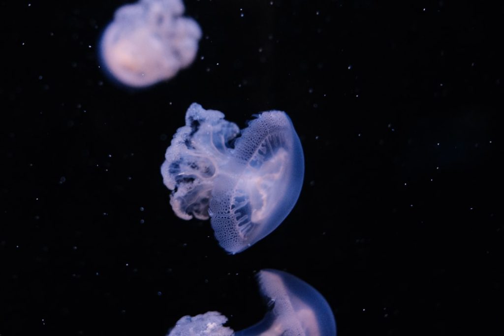 Photo astronauts ocean