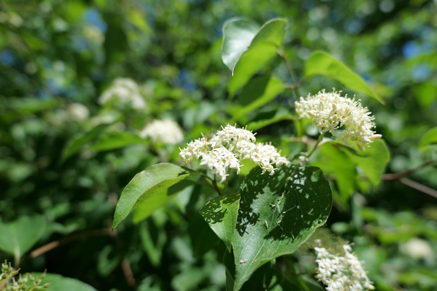 Photo organic growth