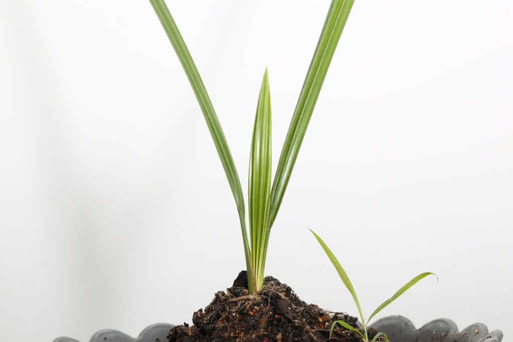 Photo ansoff growth matrix