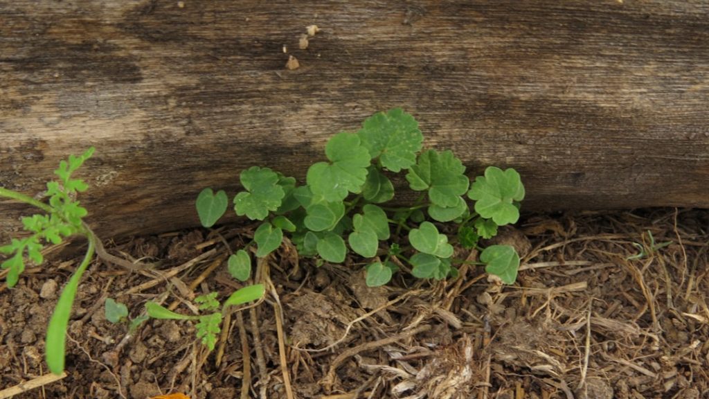 Photo organic growth