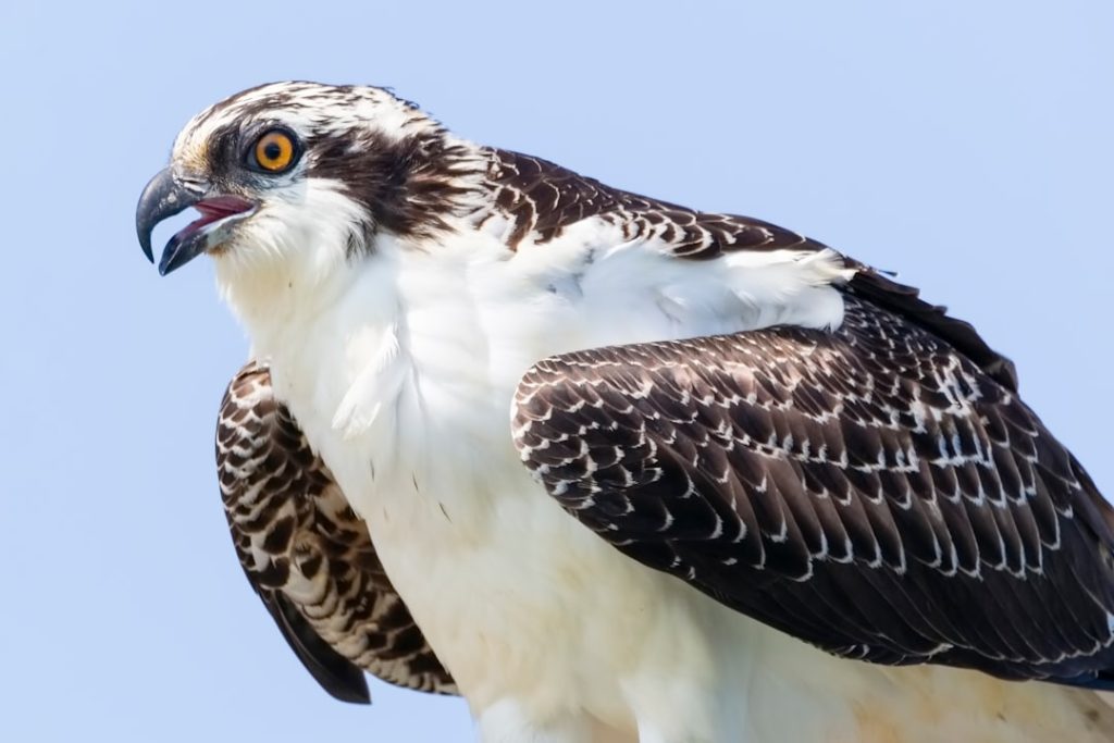 Photo osprey