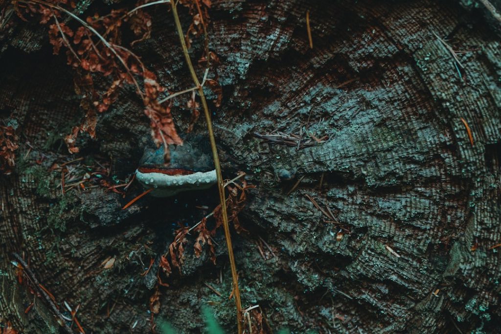 Photo organic growth